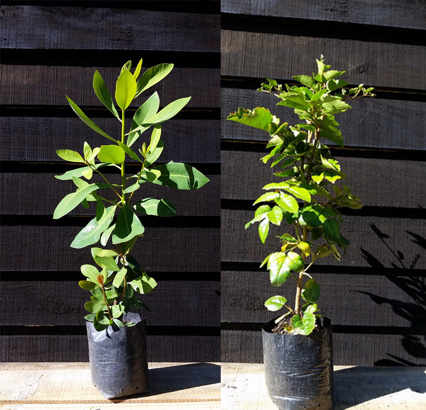 ProductoBolsa(1) ProductoBolsa(1)